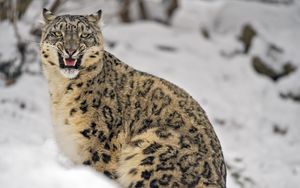 Preview wallpaper irbis, predator, big cat, animal, grin, snow