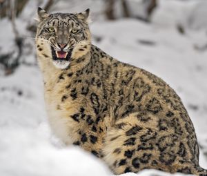 Preview wallpaper irbis, predator, big cat, animal, grin, snow
