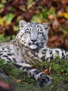 Preview wallpaper irbis, predator, big cat, animal, grass