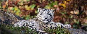 Preview wallpaper irbis, predator, big cat, animal, grass