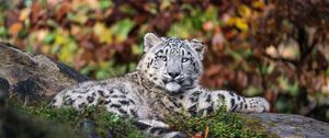 Preview wallpaper irbis, predator, big cat, animal, grass