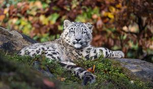 Preview wallpaper irbis, predator, big cat, animal, grass