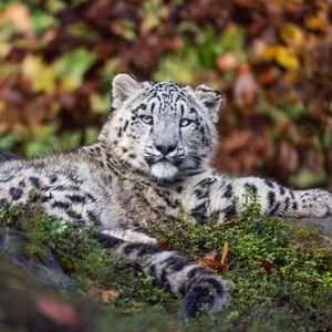 Preview wallpaper irbis, predator, big cat, animal, grass