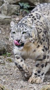 Preview wallpaper irbis, predator, big cat, animal, protruding tongue