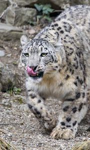 Preview wallpaper irbis, predator, big cat, animal, protruding tongue