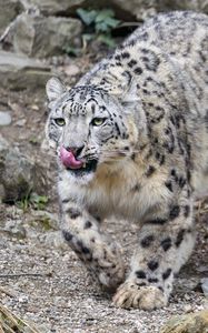 Preview wallpaper irbis, predator, big cat, animal, protruding tongue