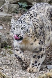 Preview wallpaper irbis, predator, big cat, animal, protruding tongue