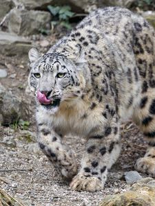 Preview wallpaper irbis, predator, big cat, animal, protruding tongue