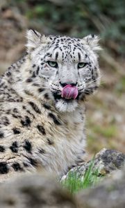 Preview wallpaper irbis, predator, big cat, protruding tongue, animal