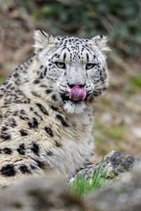 Preview wallpaper irbis, predator, big cat, protruding tongue, animal