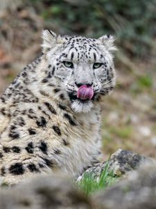 Preview wallpaper irbis, predator, big cat, protruding tongue, animal