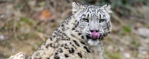 Preview wallpaper irbis, predator, big cat, protruding tongue, animal