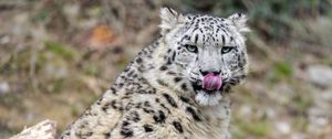 Preview wallpaper irbis, predator, big cat, protruding tongue, animal