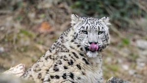 Preview wallpaper irbis, predator, big cat, protruding tongue, animal