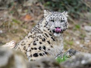 Preview wallpaper irbis, predator, big cat, protruding tongue, animal