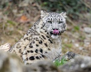 Preview wallpaper irbis, predator, big cat, protruding tongue, animal