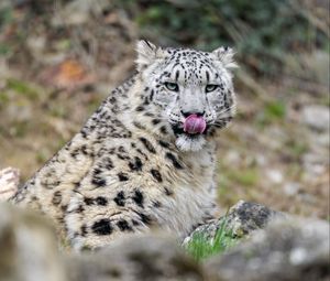 Preview wallpaper irbis, predator, big cat, protruding tongue, animal