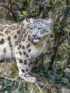 Preview wallpaper irbis, predator, big cat, animal, leaves, branches