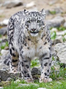 Preview wallpaper irbis, predator, big cat, animal, grass, blur