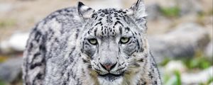 Preview wallpaper irbis, predator, big cat, animal, grass, blur