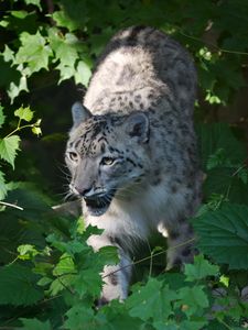 Preview wallpaper irbis, predator, big cat, animal, leaves, light