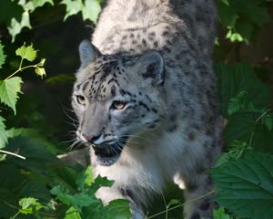 Preview wallpaper irbis, predator, big cat, animal, leaves, light