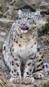 Preview wallpaper irbis, predator, big cat, animal, protruding tongue, lick