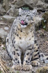 Preview wallpaper irbis, predator, big cat, animal, protruding tongue, lick