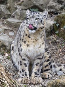 Preview wallpaper irbis, predator, big cat, animal, protruding tongue, lick