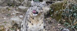 Preview wallpaper irbis, predator, big cat, animal, protruding tongue, lick