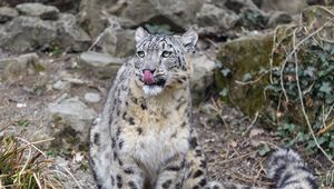 Preview wallpaper irbis, predator, big cat, animal, protruding tongue, lick