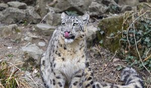 Preview wallpaper irbis, predator, big cat, animal, protruding tongue, lick