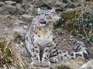 Preview wallpaper irbis, predator, big cat, animal, protruding tongue, lick