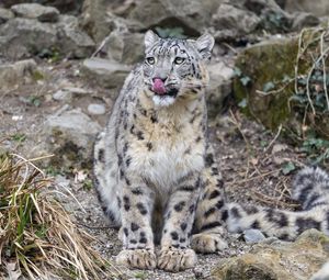 Preview wallpaper irbis, predator, big cat, animal, protruding tongue, lick