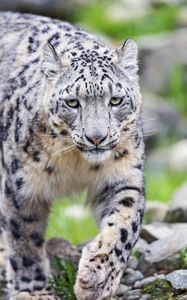 Preview wallpaper irbis, predator, big cat, animal, wild