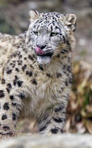 Preview wallpaper irbis, predator, big cat, animal, lick, protruding tongue