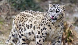 Preview wallpaper irbis, predator, big cat, animal, lick, protruding tongue