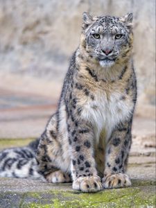 Preview wallpaper irbis, predator, glance, big cat