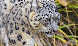 Preview wallpaper irbis, predator, paw, movement, wildlife