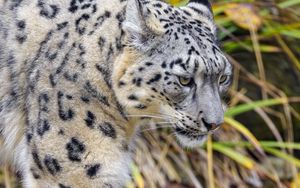 Preview wallpaper irbis, predator, paw, movement, wildlife
