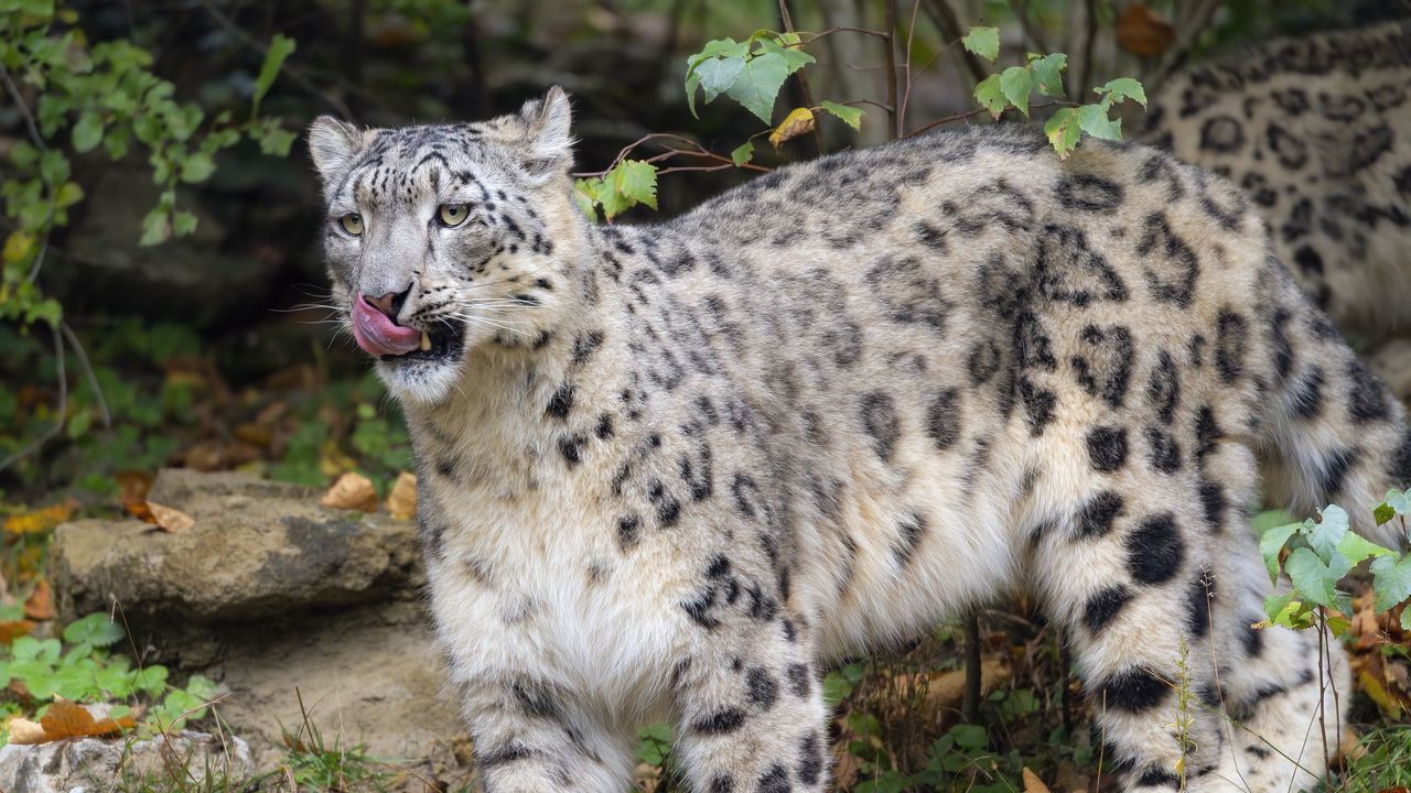 Wallpaper irbis, predator, protruding tongue, big cat, wildlife