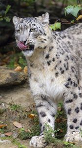 Preview wallpaper irbis, predator, protruding tongue, big cat, wildlife