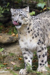Preview wallpaper irbis, predator, protruding tongue, big cat, wildlife