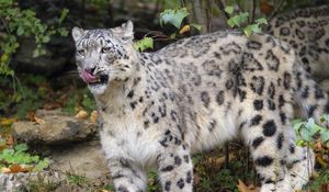 Preview wallpaper irbis, predator, protruding tongue, big cat, wildlife