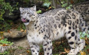 Preview wallpaper irbis, predator, protruding tongue, big cat, wildlife