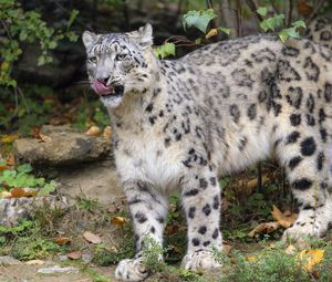 Preview wallpaper irbis, predator, protruding tongue, big cat, wildlife