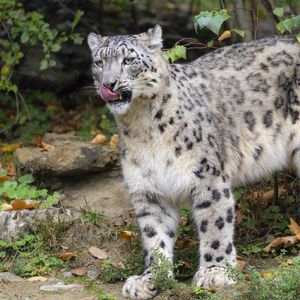 Preview wallpaper irbis, predator, protruding tongue, big cat, wildlife