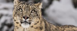 Preview wallpaper irbis, predator, snow, wildlife