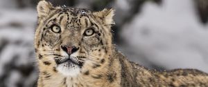 Preview wallpaper irbis, predator, snow, wildlife