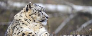 Preview wallpaper irbis, predator, wildlife, animal